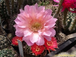 Echinopsis Hybride 037